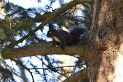 Sciurus vulgaris