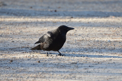 Corvus corone