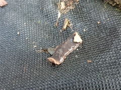 Arthurdendyus triangulatus