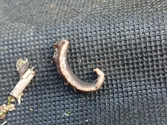 Arthurdendyus triangulatus