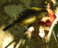 Crithagra scotops scotops