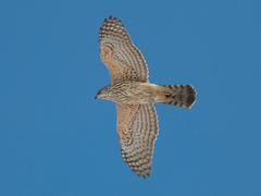 Northern Goshawk photo 2