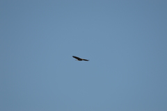 Buteo buteo