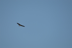 Buteo buteo