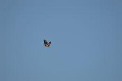 Buteo buteo
