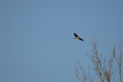 Buteo buteo