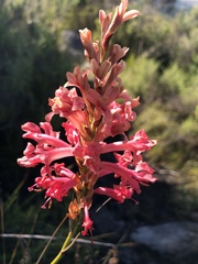 Tritoniopsis triticea