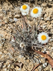 Coronidium waddelliae