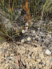 Coronidium waddelliae