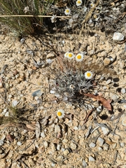 Coronidium waddelliae