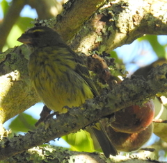 Crithagra scotops scotops