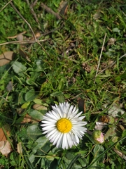 Bellis perennis