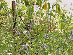 Ideopsis vulgaris macrina