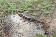 Ctenotus robustus