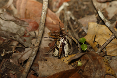 Dermolepida albohirtum