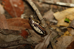 Dermolepida albohirtum