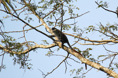 Cercopithecus ascanius
