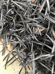 Ophiopogon planiscapus