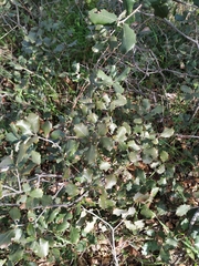 Quercus ilex