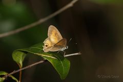 Hypocysta irius