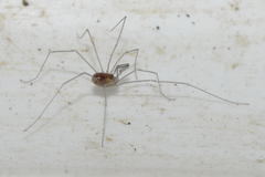 Mitostoma chrysomelas