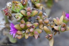 Delosperma versicolor