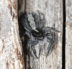 Ocrisiona leucocomis