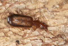 Demetrida infuscata