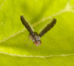 Trypetisoma digitatum