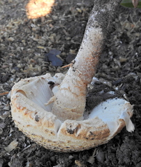 Saproamanita foetidissima