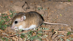Desmodillus auricularis