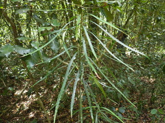 Faurea macnaughtonii