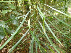 Faurea macnaughtonii