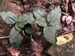 Odontochilus brevistylis
