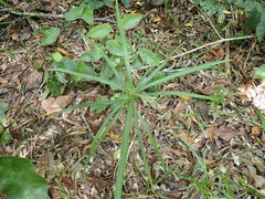 Faurea macnaughtonii