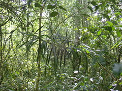 Faurea macnaughtonii