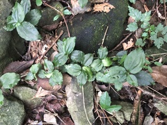 Odontochilus brevistylis