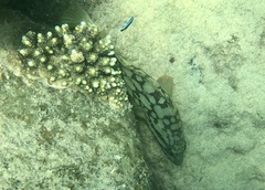 Epinephelus erythrurus