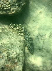 Epinephelus erythrurus
