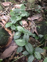 Odontochilus brevistylis