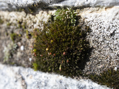 Schistidium submuticum