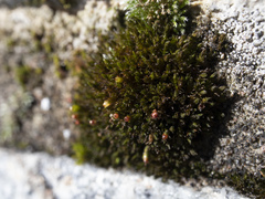 Schistidium submuticum