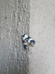 Thallarcha albicollis