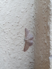 Idaea inversata