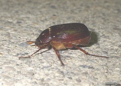 Phyllophaga rugosa