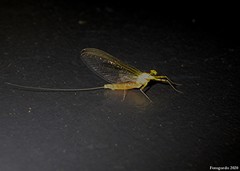 Stenacron interpunctatum interpunctatum