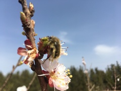 Tropinota squalida