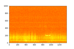 Tadarida brasiliensis
