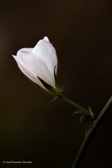 Hibiscus hirtus