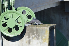 Columba livia domestica